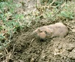 Pocket Gopher in Alfalfa