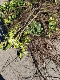 Tree prunings on the street awaiting pickup.