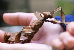 A youngster cradles a stick insect. (Photo by Kathy Keatley Garvey)