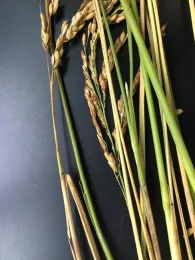 Figure 2. Nigrospora oryza was identified prior to harvest on the culm of this Delta M-105 sample. The fungus was also identified at other locations in the Delta on M-206.