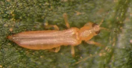 Western flower thrips. (Photo courtesy of Frank Peairs, Colorado State University, Bugwood.org)