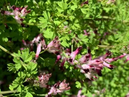me
Common Fumitory, MG Allen Buchinski