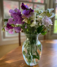 Fragrant sweet peas, Barbara Krause
