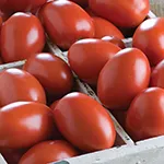 Tomato_Paste_Granadero_Johnny's Selected Seeds, johnnyseeds.com_sm96