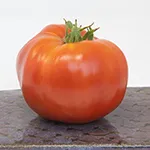 Tomato_Beefsteak_Brandywine Red_UCMG of CCC_sm96