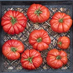 Tomato_Beefsteak_Buffalo Steak_UCMG of CCC_sm96