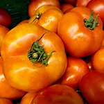 Tomato_Beefsteak_Chef's Choice Bicolor_pexels.com_sm