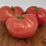 Tomato_Beefsteak_Ester's Mortgage Lifter_UCMG of CCC_sm96
