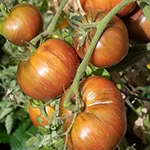 Tomato_Beefsteak_Pink Berkeley Tie Dye_UCMG of CCC_sm96