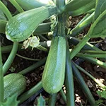 Zucchini_Mexicana_Territorial Seed Company_sm96