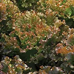 Lettuce_Ruby Sky_Johnny's Select Seeds, johhnyseeds.com_sm96