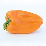 Pepper_Sweet_Orange Bell_UCMG of CCC_sm96