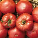 Brandywine Pink (Sudduth's Strain)_Seed Savers Exchange_2021-150_flipped