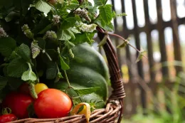 Tomato Basket