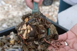Worms used for Composting