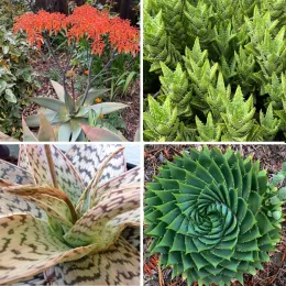 A collage of four aloe plants: coral aloe with red flowers, tiger tooth aloe with serrated leaves, spiral aloe with patterned foliage, and ‘Delta Lights’ with a dark green spiral rosette.