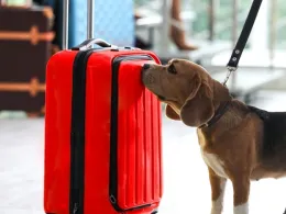 A beagle dog sniffs a red suitcase in an airport terminal, with blurred figures and luggage in the background.