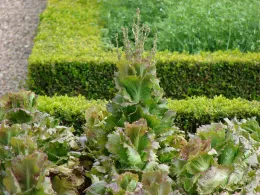 Lettuce plants bolting with elongated flower stalks, surrounded by neat green hedges.