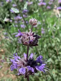 Salvia Clevelandii 'Winifred Gilman' (Winifred Gillman Cleveland Sage). Laura Kling