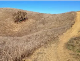 Dry grass is bisected by a dusty road