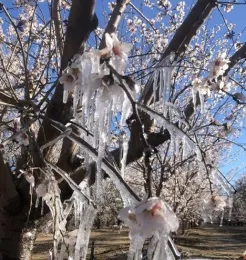 Puede ser que el agua de riego congele algunas flores, pero ayuda a proteger de las heladas a las flores de la parte alta del dosel. Fotografía de Allen Vizcarra