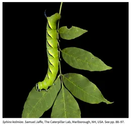 Co-author Samuel Jaffe of The Caterpillar Lab, Marlborough, N.H., took this image for the cover of the journal Environmental Entomology.