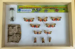 shadow box with pinned spotted lantern flies