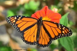 A male monarch nectaring on Mexican sunflower, Tithonia rotundifola. (Photo by Kathy Keatley Garvey)