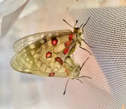 A pair of mating American Apollo butterflies, Parnassius clodius. This is the butterfly that Gary Ge studies. (Photo by Gary Ge)
