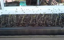 Result of too little light