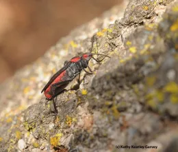 The soapberry bug, Jadera haematoloma, thriving in the UC Davis Arboretum and Public Garden. (Photo by Kathy Keatley Garvey)