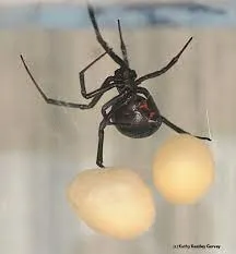 Black widow spider with egg sacs. (Photo by Kathy Keatley Garvey)