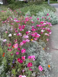 Farewell-to-Spring (Clarkia amoena). Deb Halfpenny