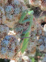 Praying matis on CA buckwheat. Jeanette Alosi