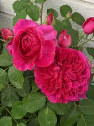 A Beautiful David Austin Rose soon to be out of production. Get it while you can!
