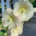 hollyhock