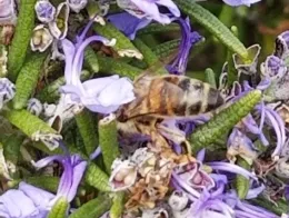 The bees are buzzing!