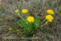 Yellow flowering plant.
