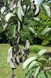 Fire blight on pear leaves. Jeanette Alosi