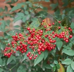 photos by Michelle Krespi