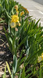 Iris that needs to be cleaned up.