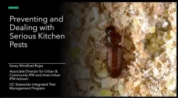 Kitchen Pests Image