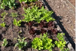 Soil-for-planting, Photo credit: Karen Schaffer