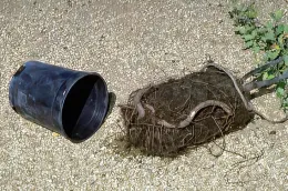 Plants with major roots circling the container, Jack Kelly Clark, UC
