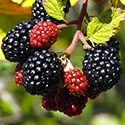 blackberries