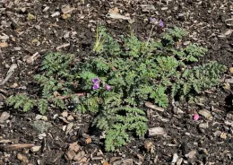A small Filaree weed plant with green, finely cut leaves and delicate purple flowers, surrounded by dark soil and wood chips.