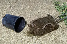 A black plastic plant container tipped over next to a large mass of thick, gnarled roots, with small green sprouts emerging from the root bundle, on a gravel surface.