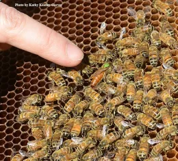 Pointing out the queen. (Photo by Kathy Keatley Garvey)