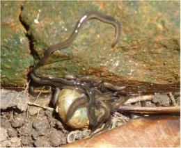 A group of land planarians of the species Endeavouria septemlineata feeding on a land snail, Bradybaena similaris. Photo by Piter K. Boll, Ilana Rossi, Silvana V. Amaral, Ana Leal-Zanchet.