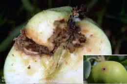 Codling moth larvae bore into the center of fruit to feed. Note the excrement, including the frass pushed out of the entry hole, Jack Kelly Clark, UC.